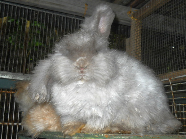 gray bunny with one ear dropped down