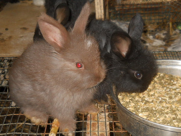 a chocolate and black baby bunny