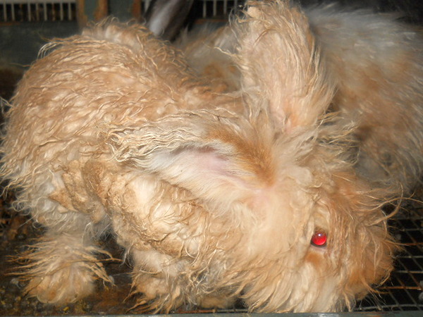 wet fawn bunny