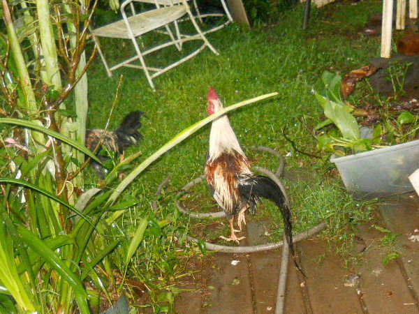 Wet Ricky Rooster