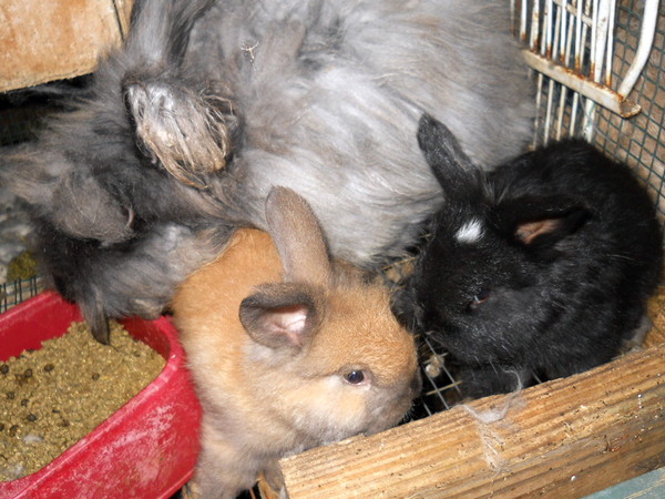 Fuzzy gray mom rabbit with two baby bunnies