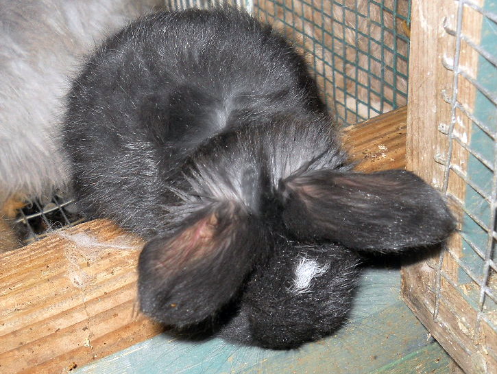 curious baby bunny looking out of hutch