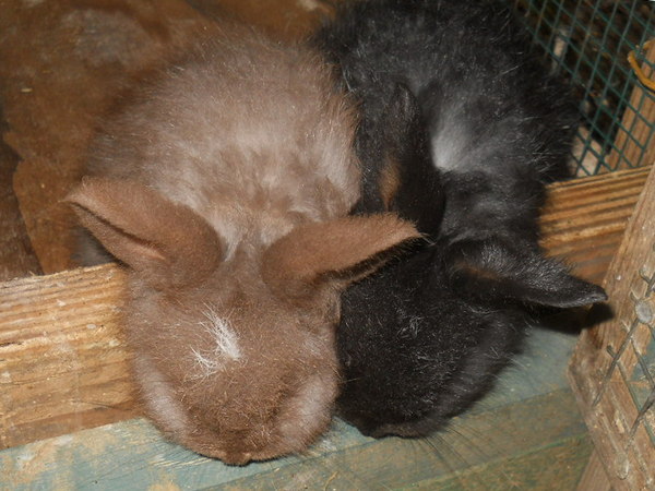 chocolate and black baby bunnies