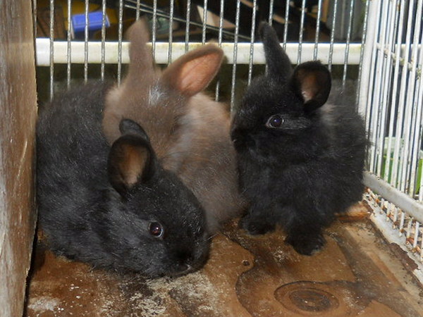 two young black babies and one chocolate baby bunny