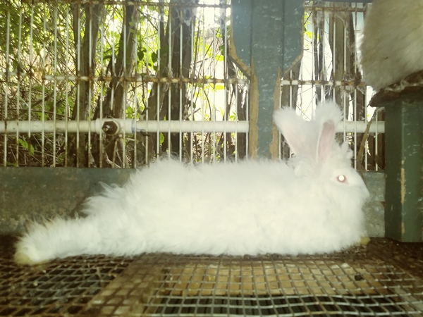 Daisy, a white rabbit, stretched out resting