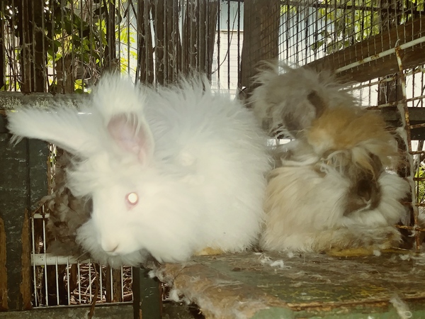 white bunny and blond bunny sitting on a shelf