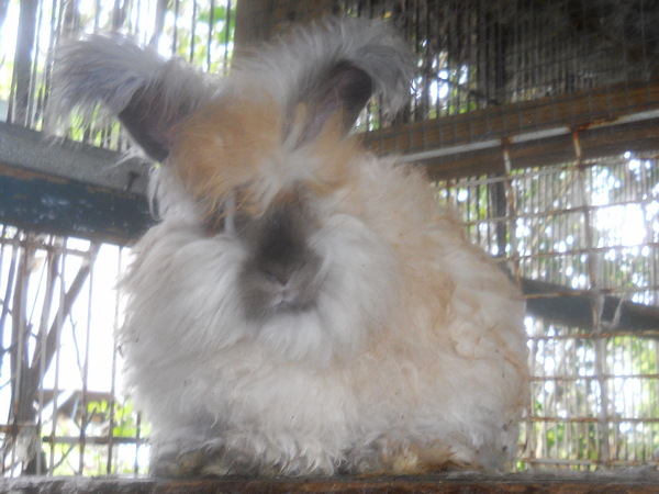 DaffyDill, a 13 week old extra fluffy buck