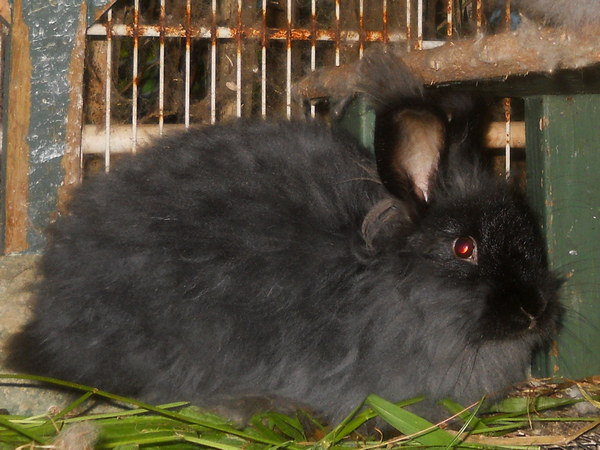 14 week old black doe