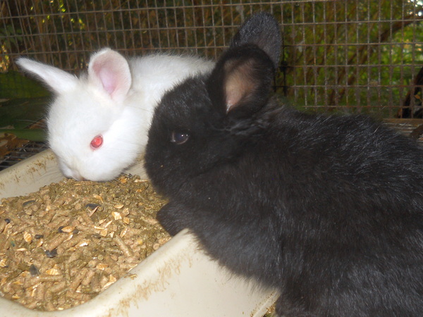 black and white baby bunnies eating from a dish