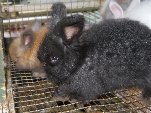 baby black bunny