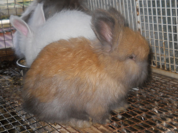 baby tortoiseshell bunny