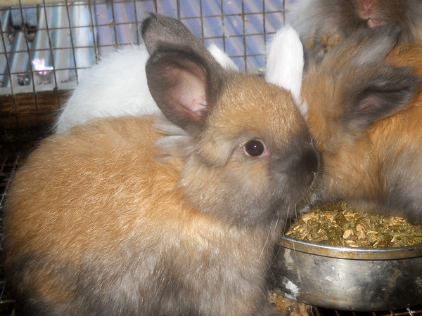 baby tortoiseshell bunny