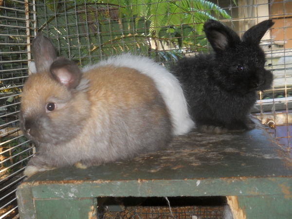 5 week old baby bunnies