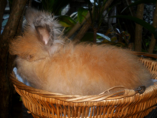 DaffyDill, an 8 week old tortoiseshell buck