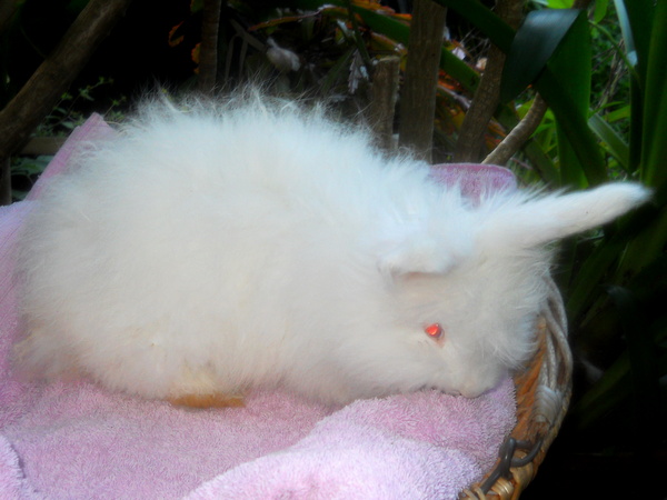 Daisy, at 8 weeks old, a young Ruby Eyed White doe