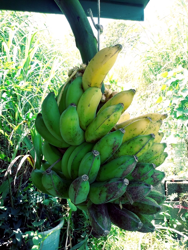 stalk of bananas