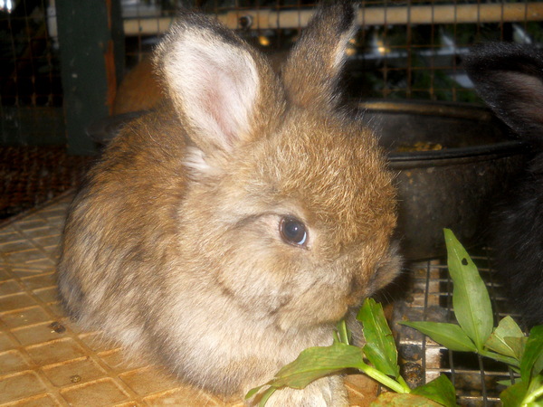 baby agouti bunny