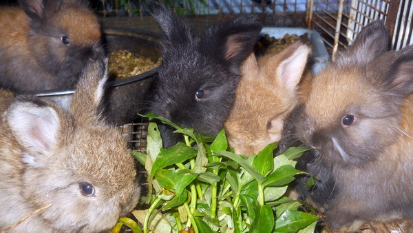 4 week old babies eating