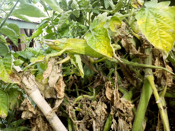 Jackson's chameleon in the tomatoes