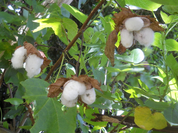 bleak hall sea island white cotton growing on the shrub