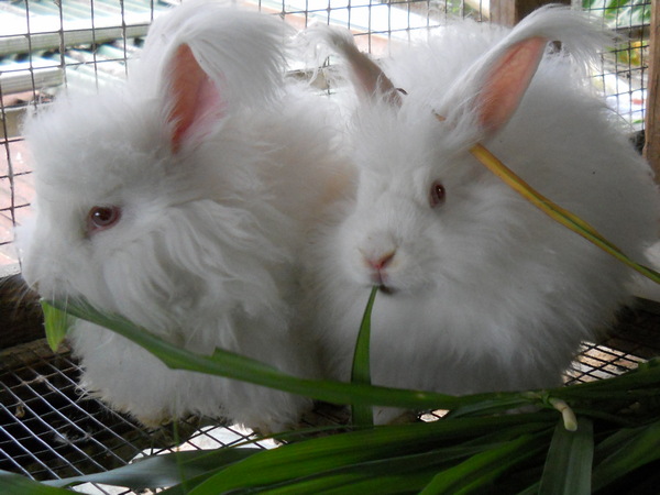 two white angora rabbits