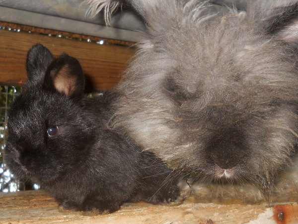 Jessie & Lotus on top of nestbox