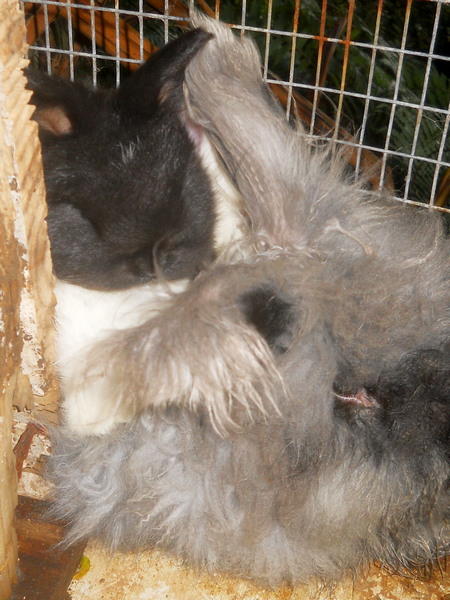 two baby bunnies sleeping on mom