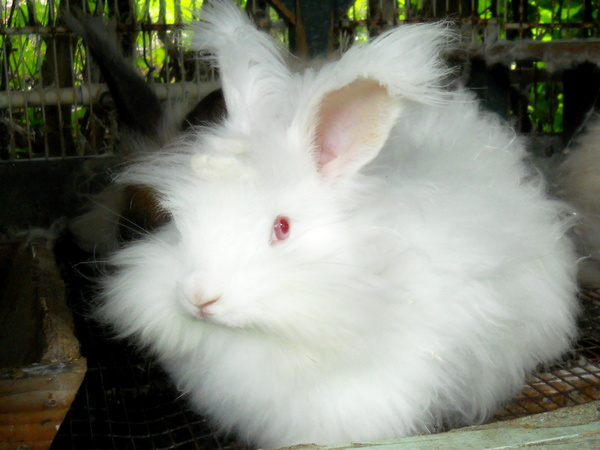 Daisy, a Ruby Eyed White English angora bunny