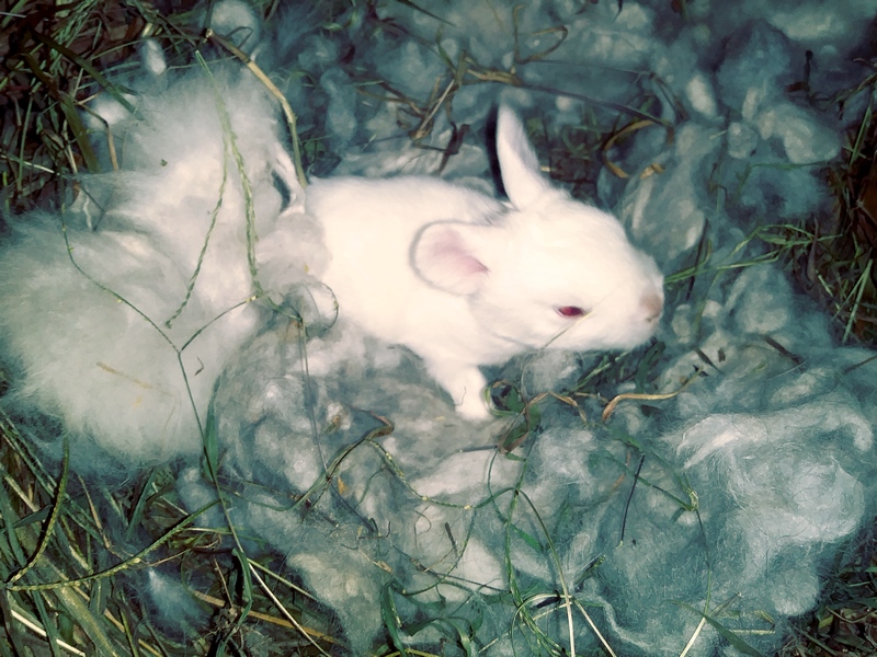 ruby eyed white baby angora bunny