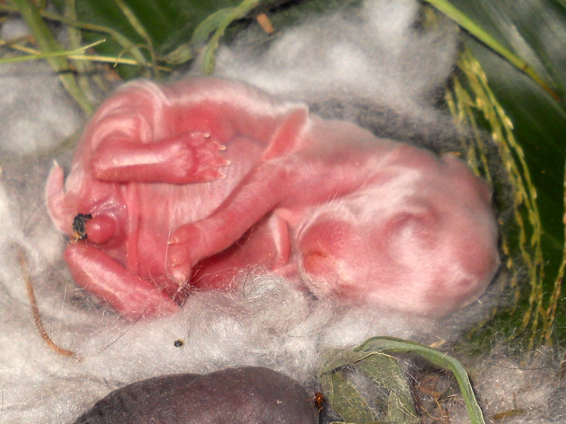 very pink baby angora bunny