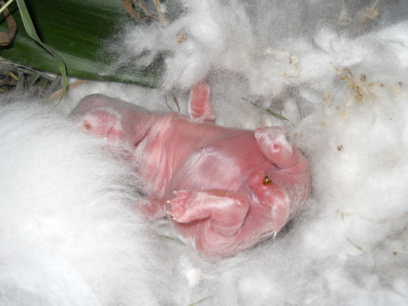 slightly whiter baby angora bunny