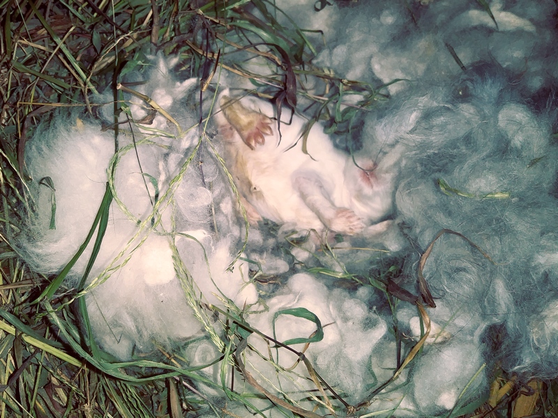 white baby angora bunny