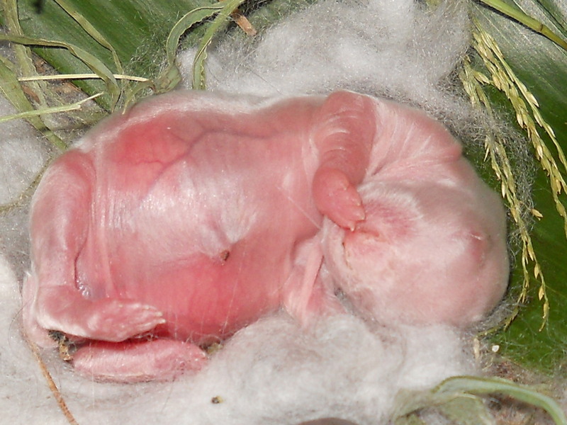 very well fed baby angora bunny