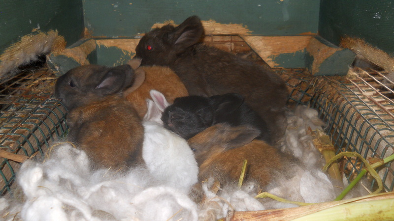 six baby bunnies in a nest