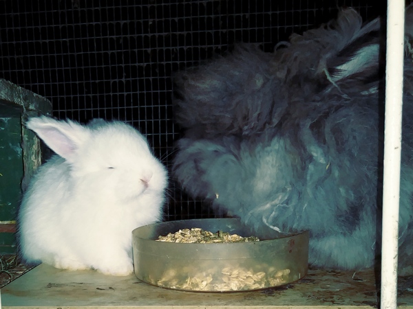 month old white baby rabbit