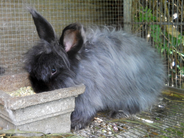 black hybrid angora