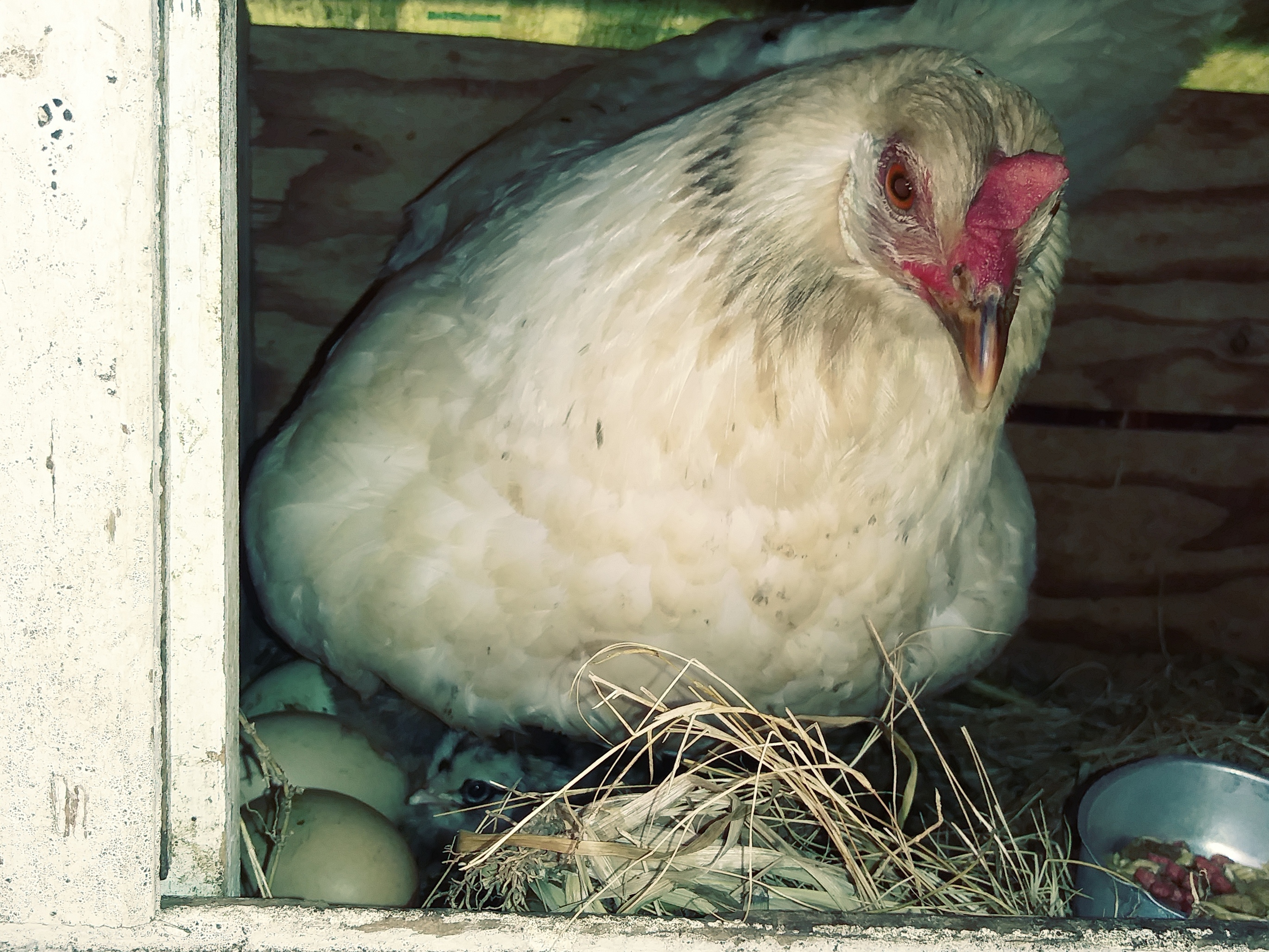 two new chicks with mum