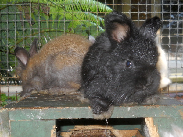 baby black buck bunny