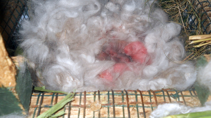 baby newborn babies in nest