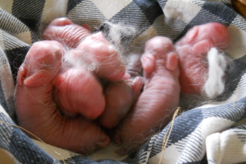 six newborn baby bunnies