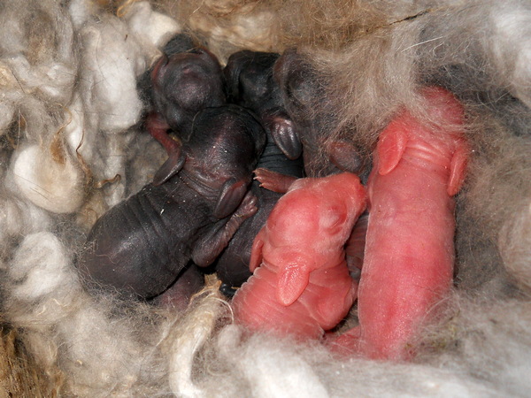 newborn baby bunnies