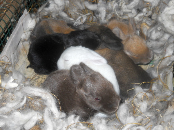 six baby bunnies