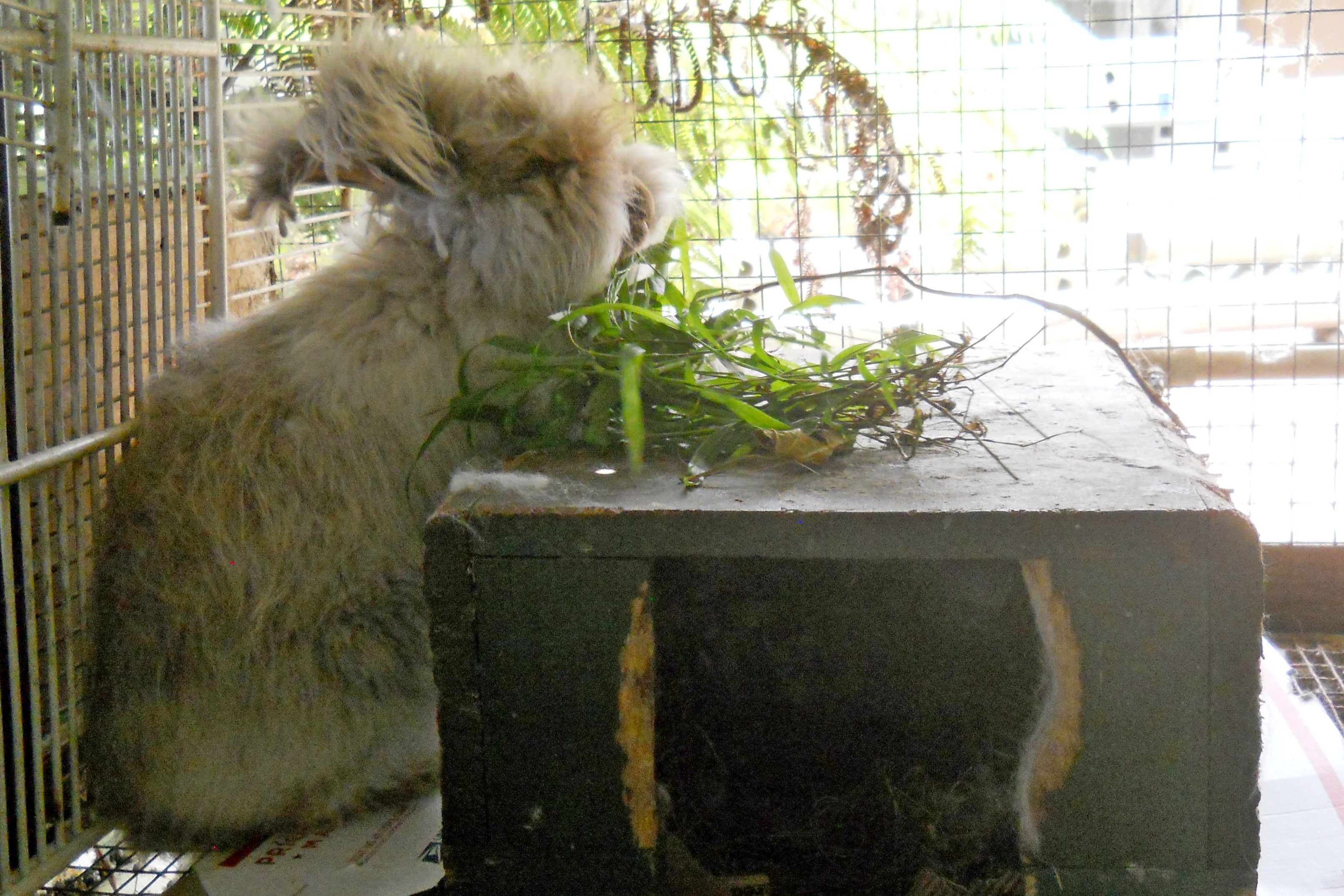 Olivia sitting on her nestbox eating grasses