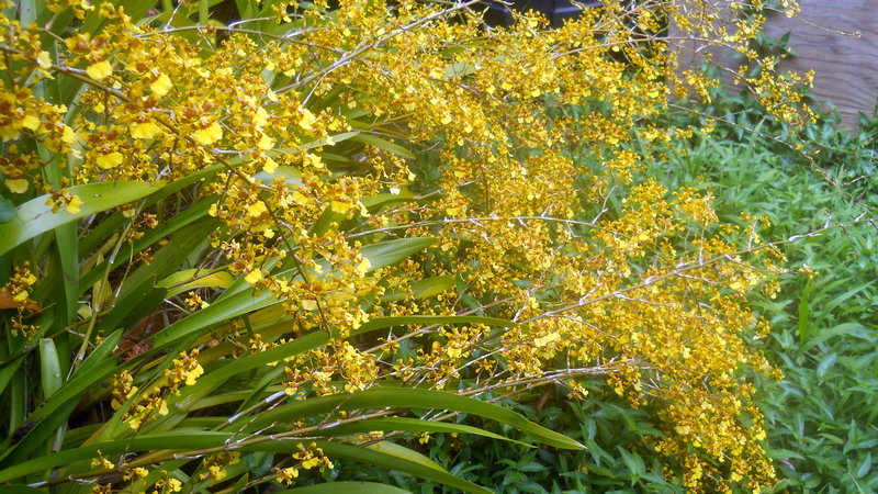 yellow 'dancing ladies' orchid