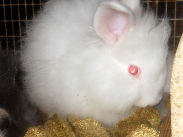 very fluffy white baby bunny