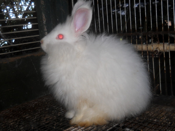 baby white bunny