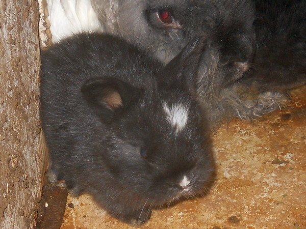 Vienna marked black baby bunny