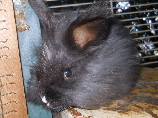 black bunny with white spot on nose