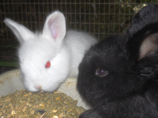 three week old baby bunnies