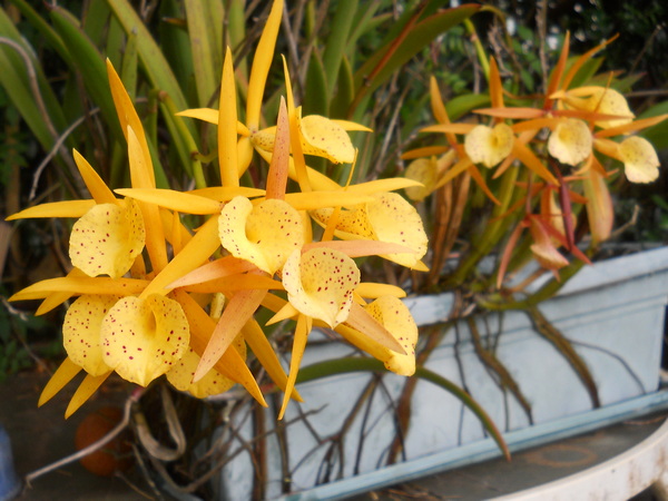 yellow orchid flowers